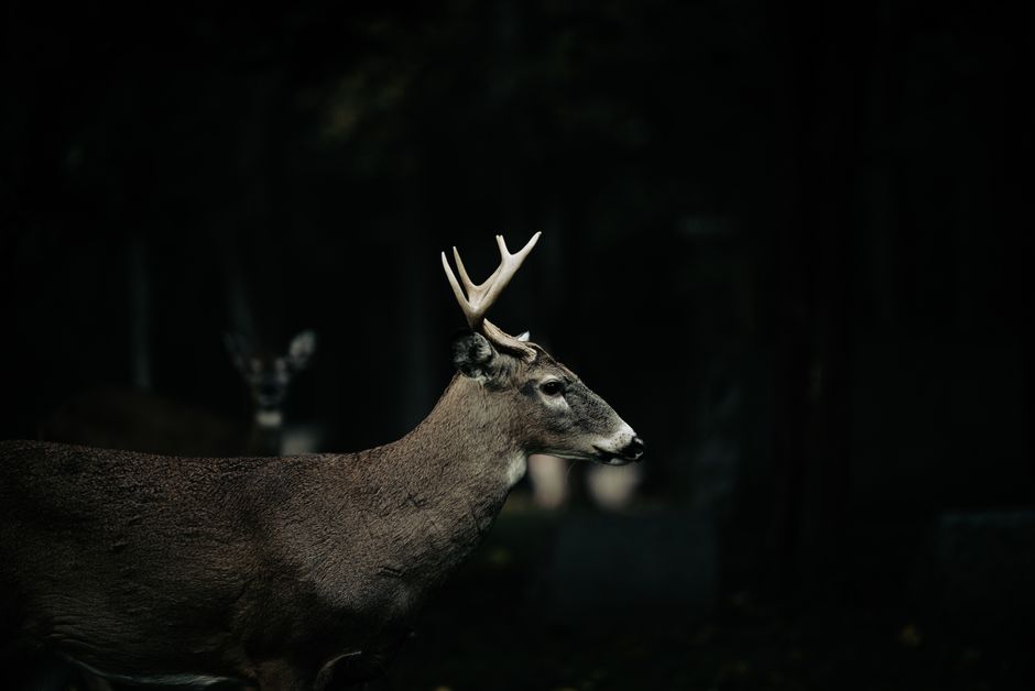 Animal Collision Season: Why Darkness Falls and Deer Strikes Rise on Irish Roads This Autumn